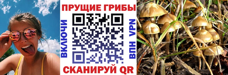 Псилоцибиновые грибы Psilocybe  дарнет шоп  блэк спрут как войти  Чапаевск 
